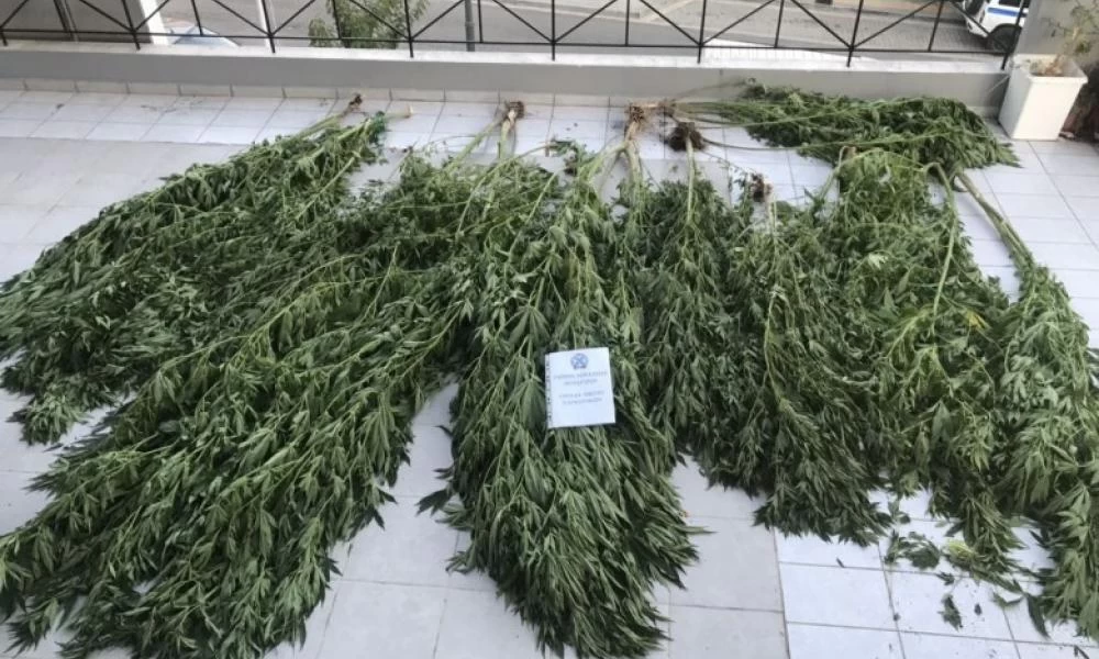 Χασισοφυτεία σε δομή μεταναστών στον Κατσικά Ιωαννίνων